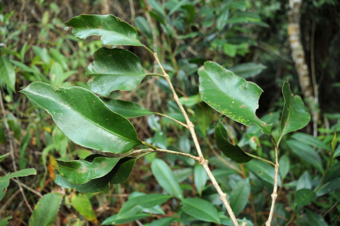 Dây Gắm 5