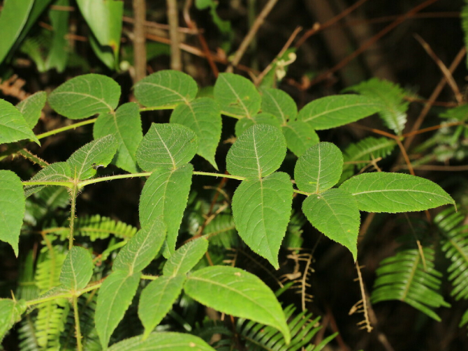 Đơn Châu Chấu 4