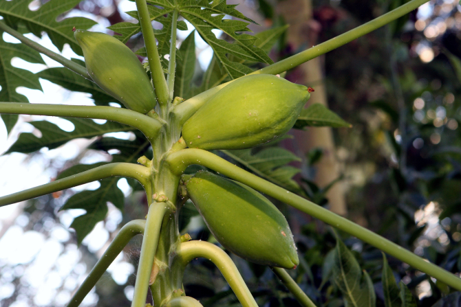 Đu đủ 5