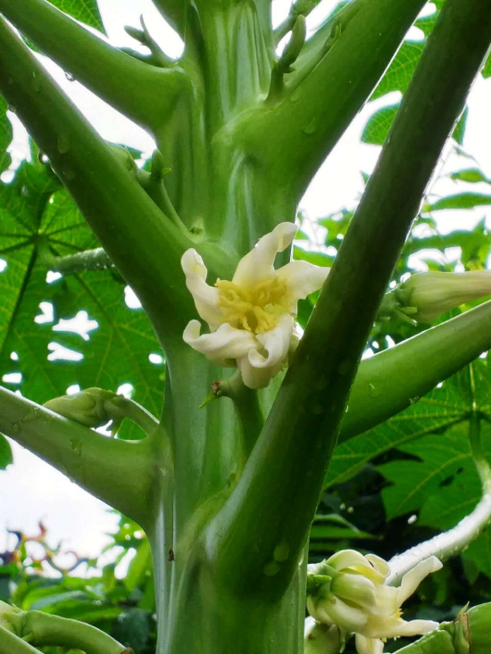 Đu đủ 8