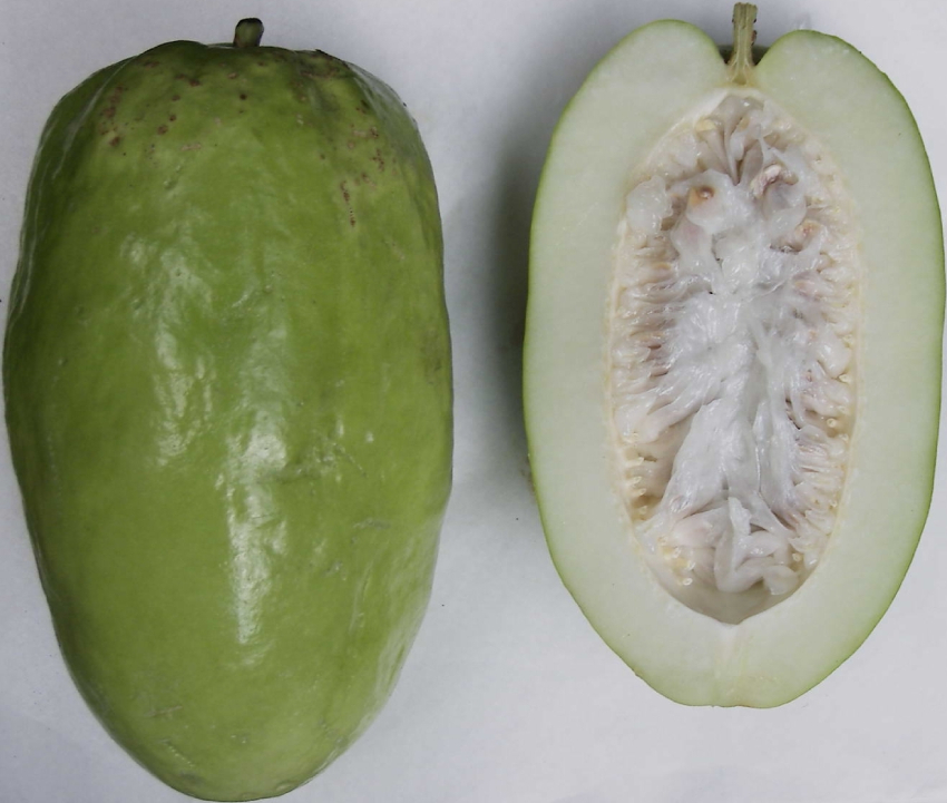 Dưa Tây 2
