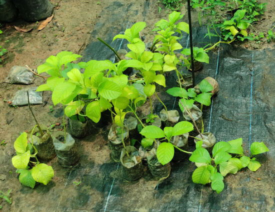 Dưa Tây 3