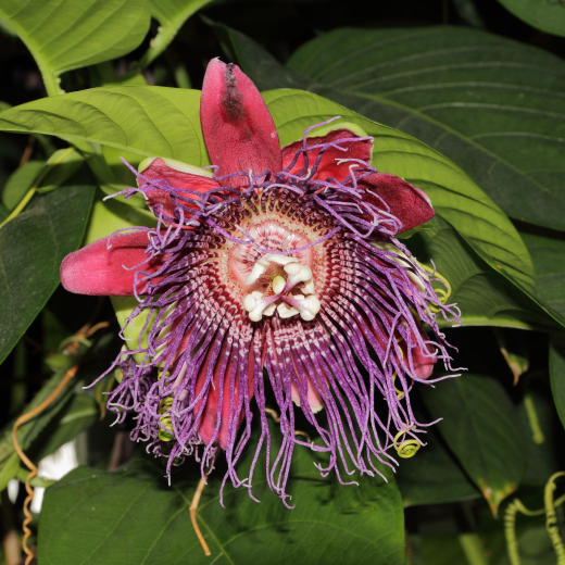 Passiflora Quadrangularis