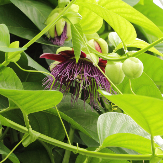 Passiflora Quadrangularis