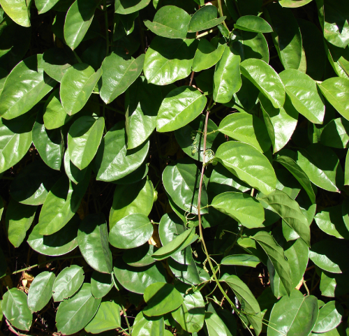 Dưa Tây 7