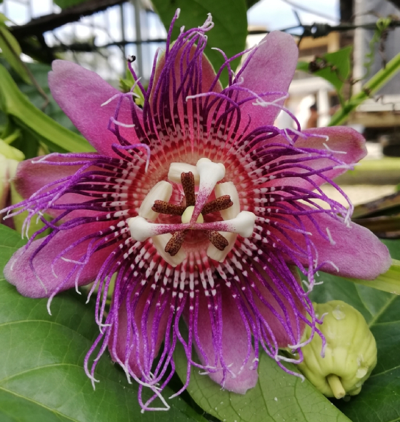 Dưa Tây 9