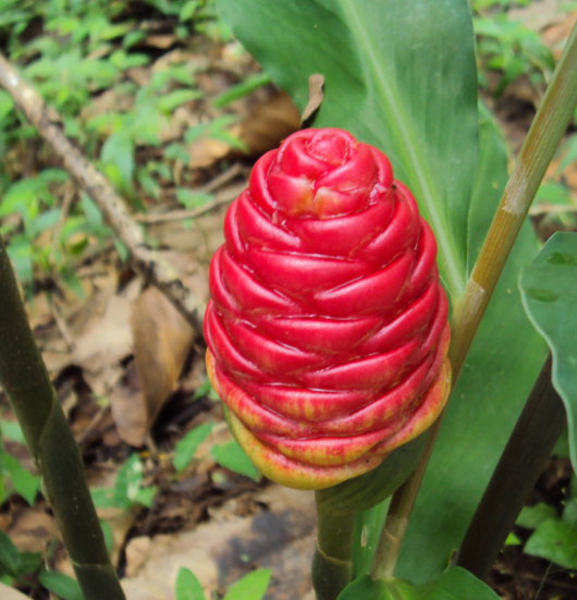 Gừng Gió 1