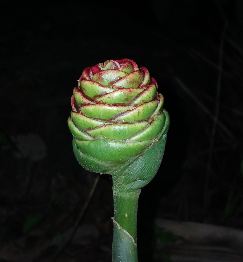 Gừng Gió 2
