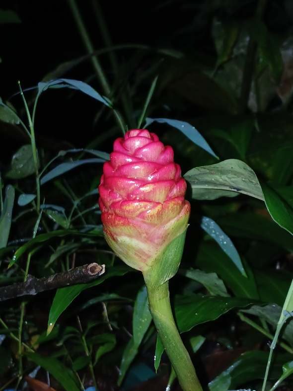 Gừng Gió 3