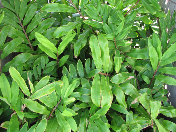 Gừng Gió 4