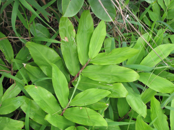 Gừng Gió 5
