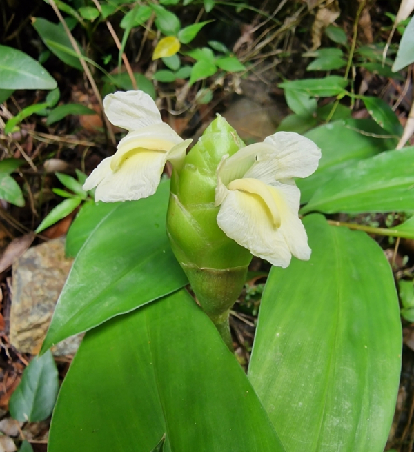Gừng Gió 7