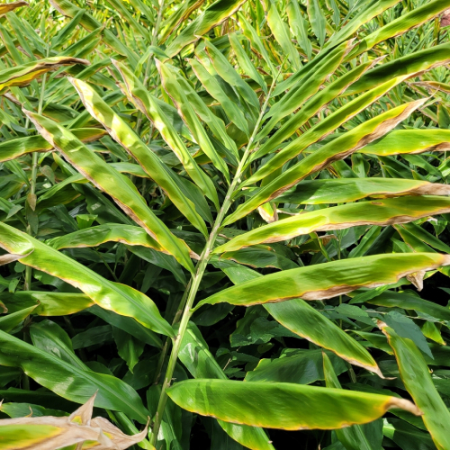 Gừng Gió 9