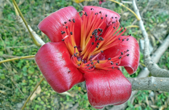Hoa Gạo 3