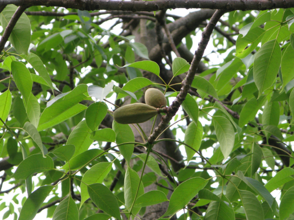 Hoa Gạo 4