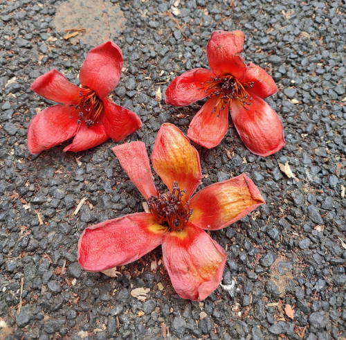 Hoa Gạo 5