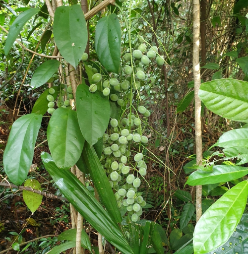Hoàng đằng 3