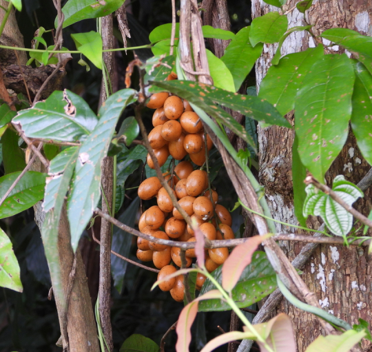 Hoàng đằng 7