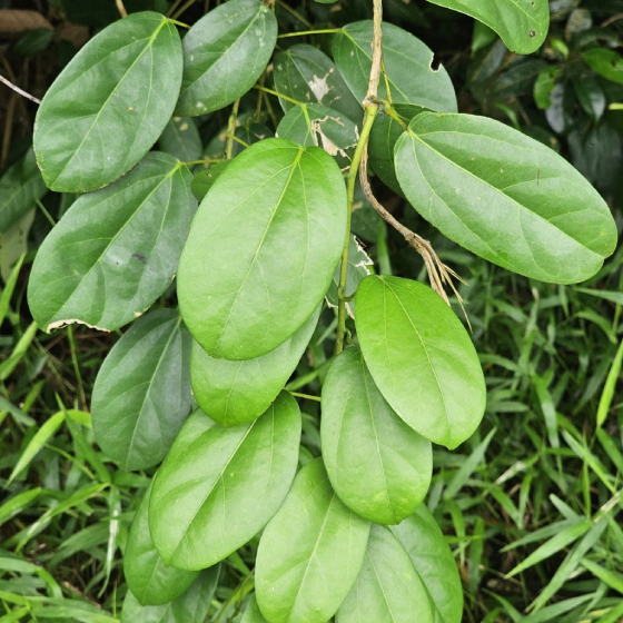 Hoàng đằng 8