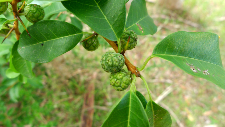 Mỏ Quạ Gai 1