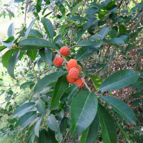 Mỏ Quạ Gai 3