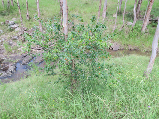 Mỏ Quạ Gai 5