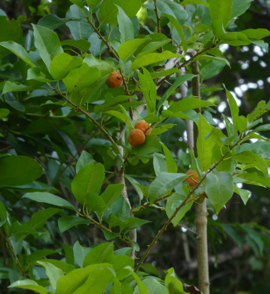 Mỏ Quạ Gai 9