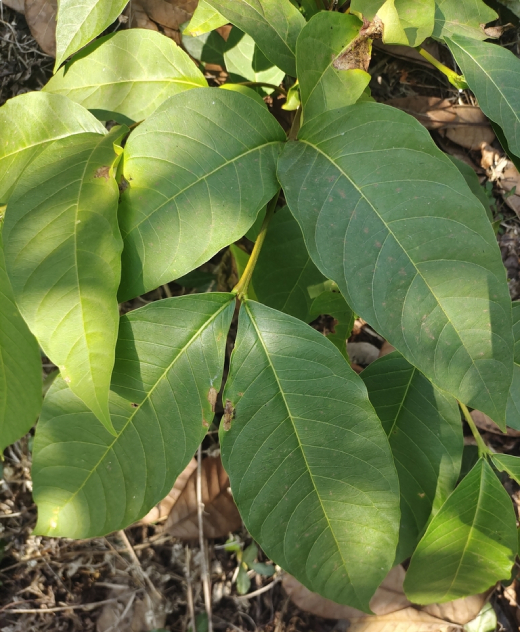 Mộc Hoa Trắng 1