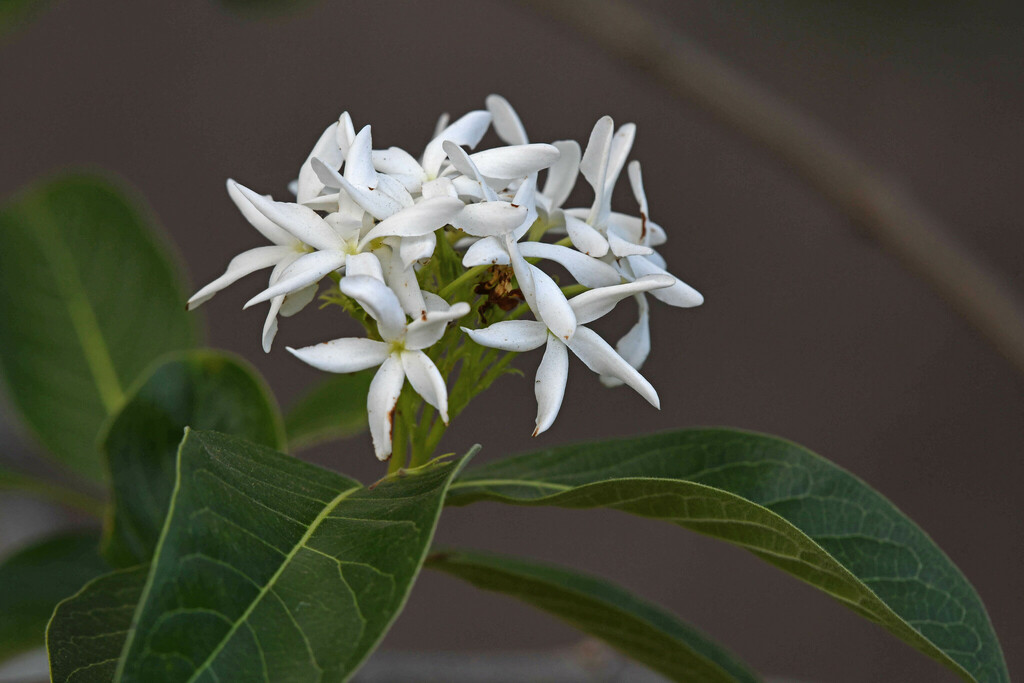 Mộc Hoa Trắng 10