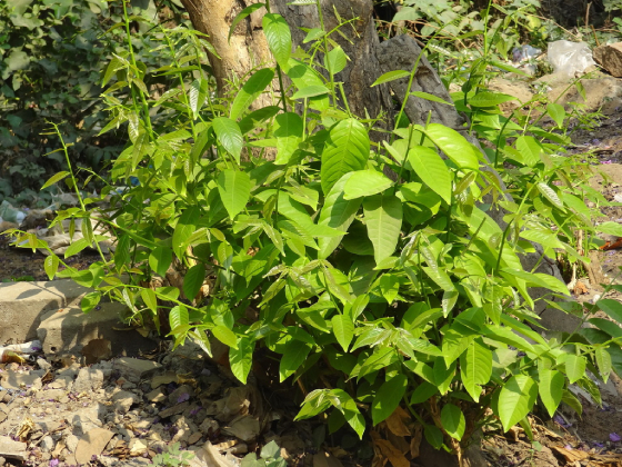 Mộc Hoa Trắng 4