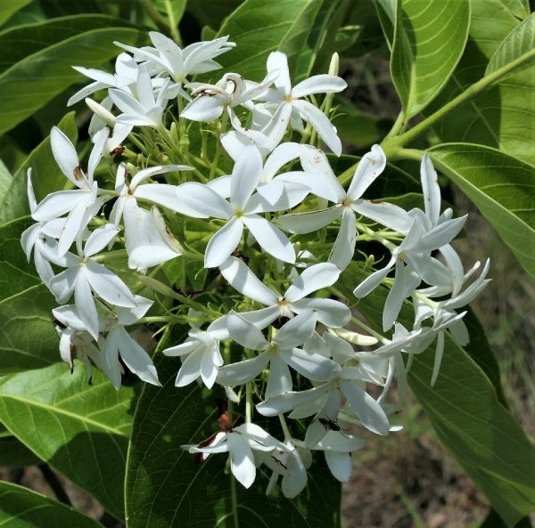 Mộc Hoa Trắng 6