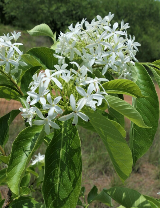 Mộc Hoa Trắng 7