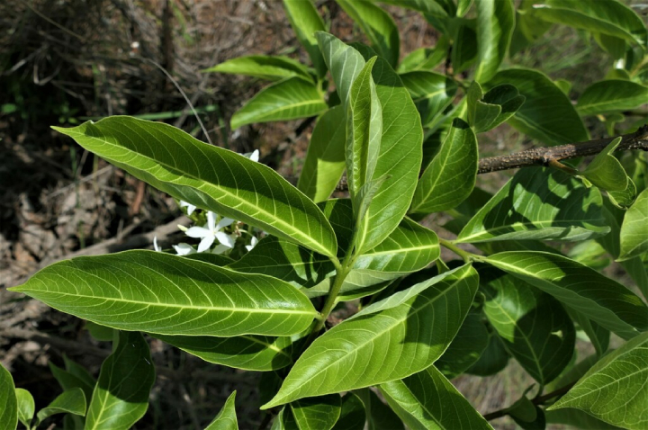 Mộc Hoa Trắng 8