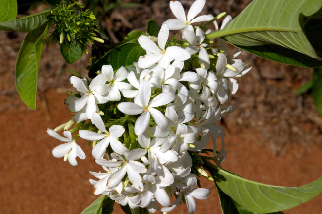 Mộc Hoa Trắng 9