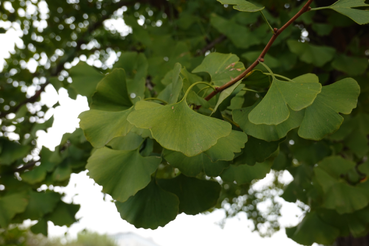 Ginkgo @ turin