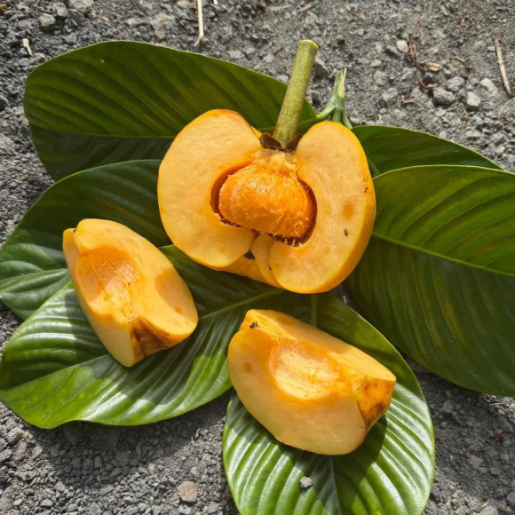 Tai Chua 1