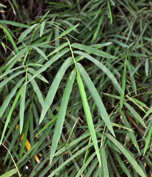 Tầm Vông 1