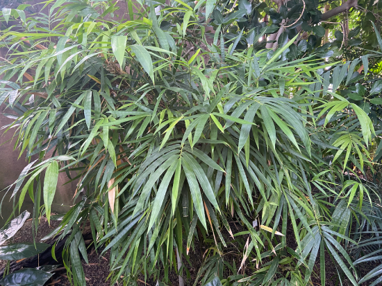 Tầm Vông 5