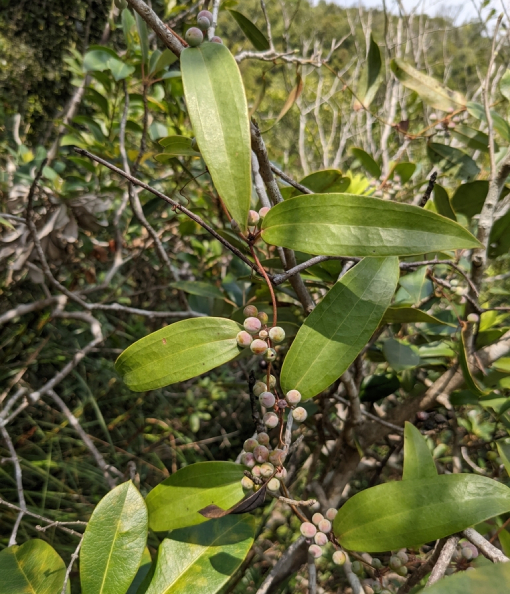 Thổ Phục Linh 4