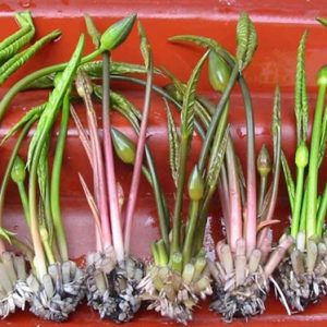 Cu Sung 1170236847 122728