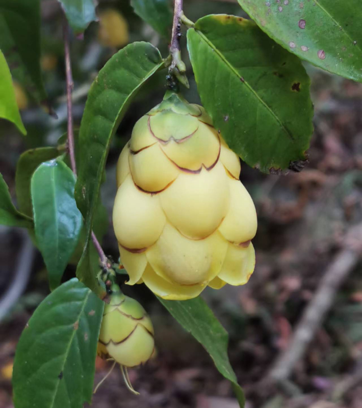 Trà Hoa Vàng 3