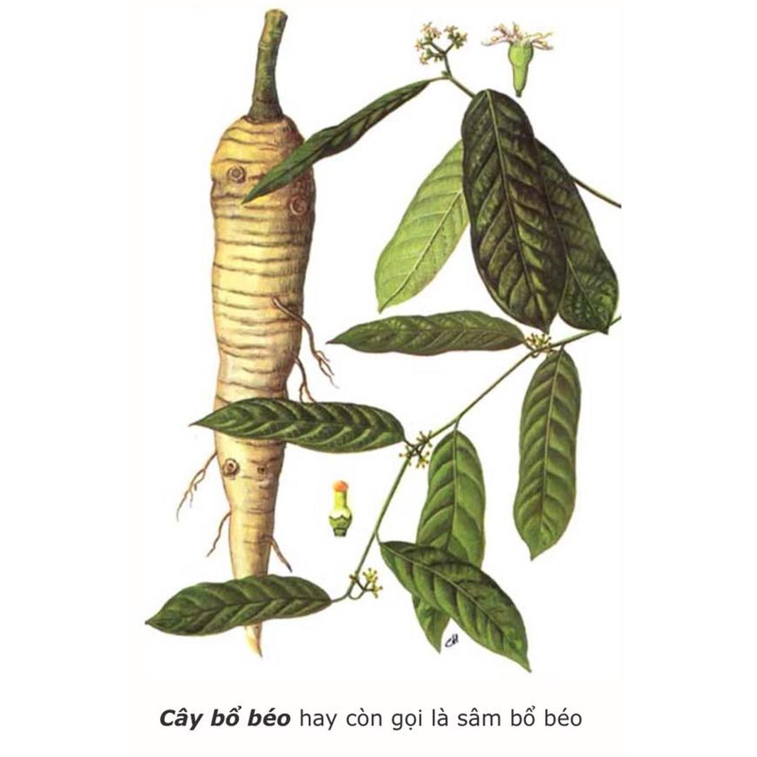 ảnh Sâm Bổ Béo