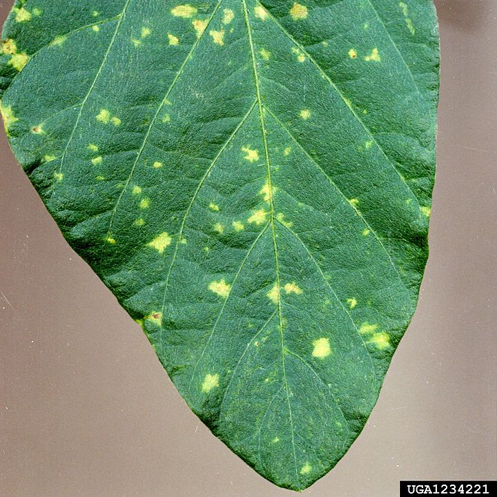 720px Peronospora Manshurica On Soybean Leaf