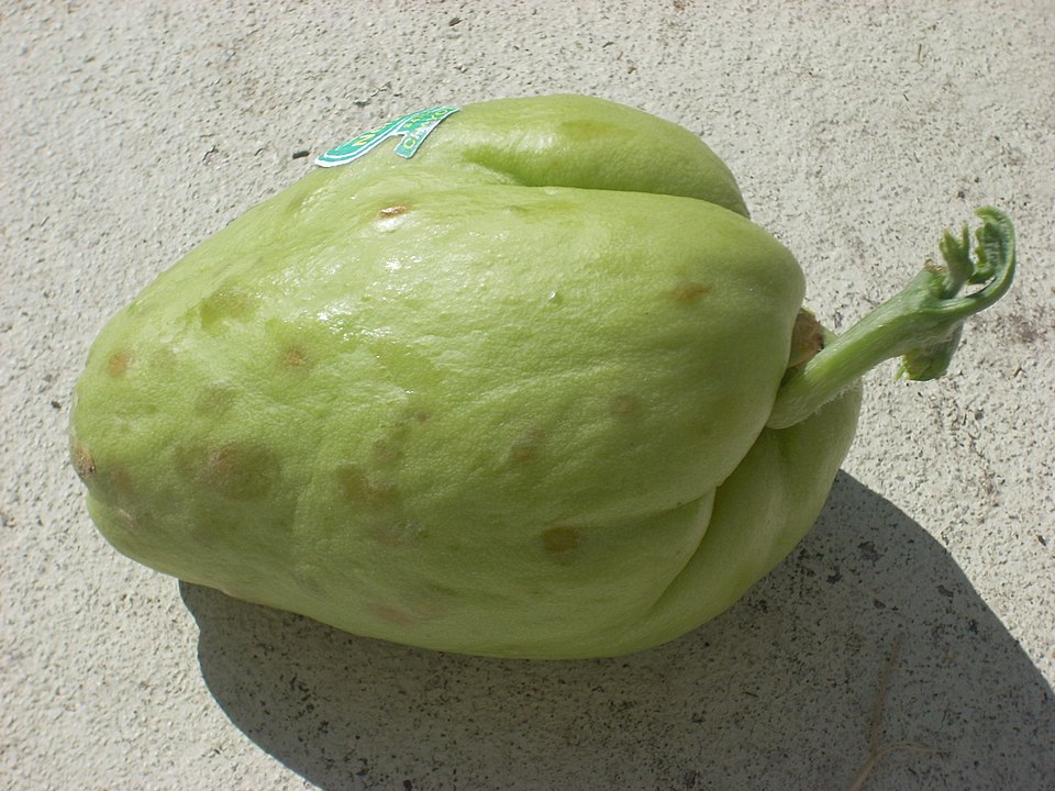 960px Sprouting Chayote November