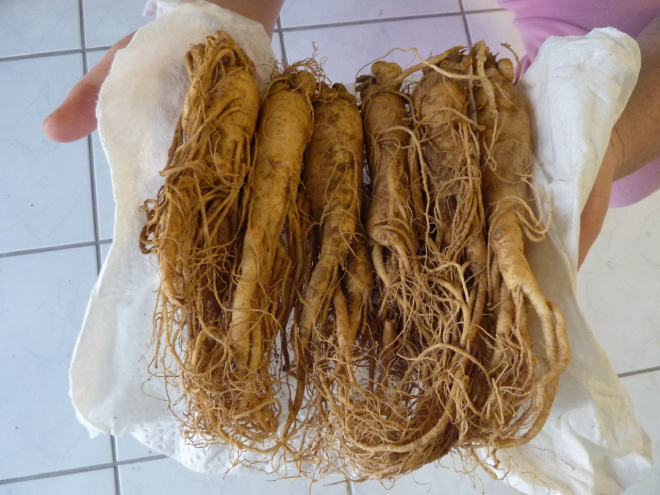 Nhân Sâm 7