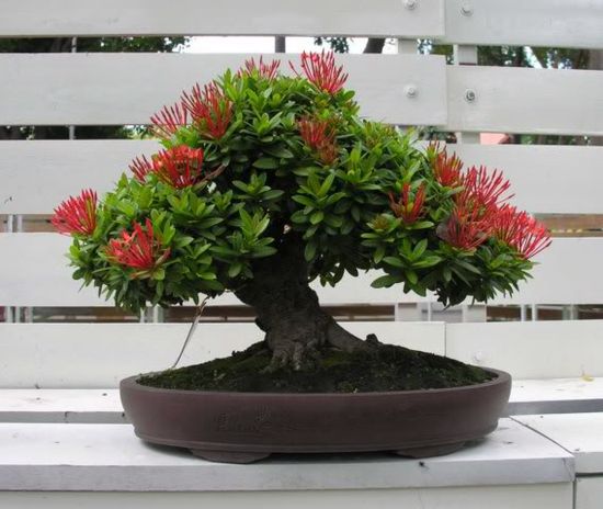 Bông trang bonsai