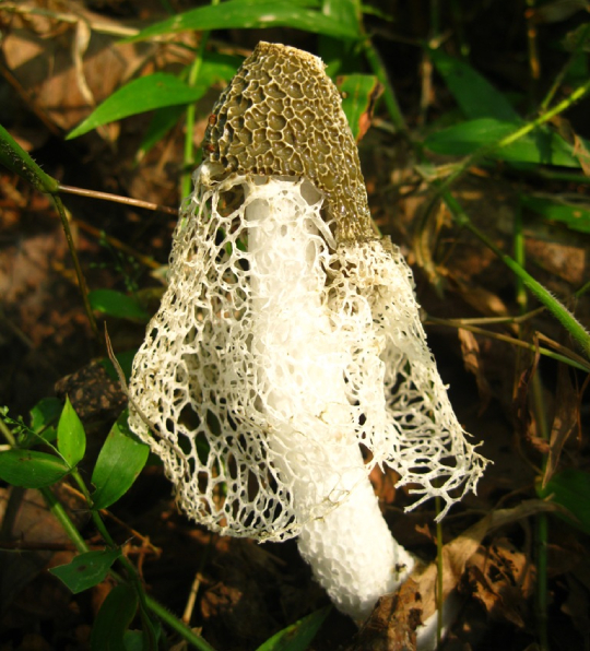 Nấm Tam Trúc 3