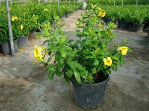(bài Viết) Huỳnh Anh 1