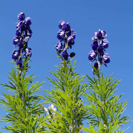 Aconitum Napellus Vulgare Gewöhnlicher Blauer Eisenhut