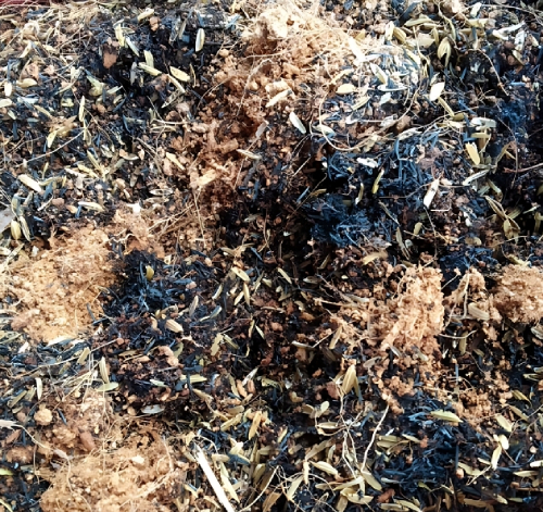 (bài Viết) Cúc Tần Ấn Độ 1